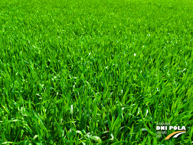 Zdjęcie 1. pszenżyta ozimego Stelvio z DANKO Hodowli Roślin na polu demonstracyjnym w Sielinku 20.04.2023