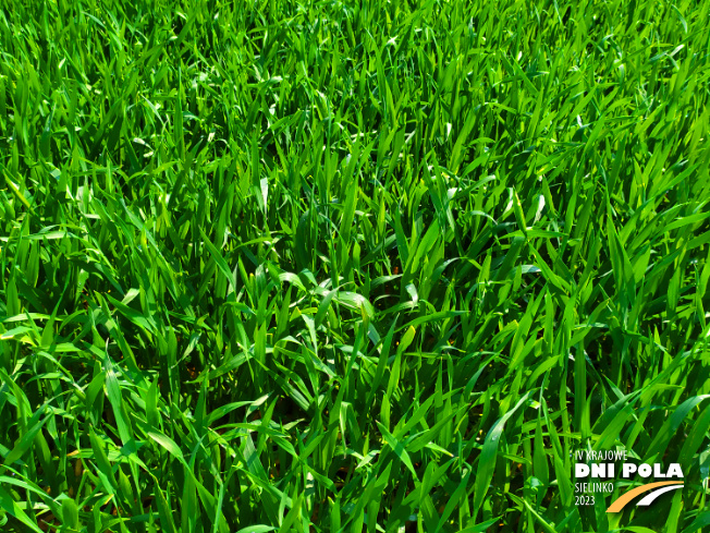 Zdjęcie 2. pszenżyta ozimego Stelvio z DANKO Hodowli Roślin na polu demonstracyjnym w Sielinku 20.04.2023