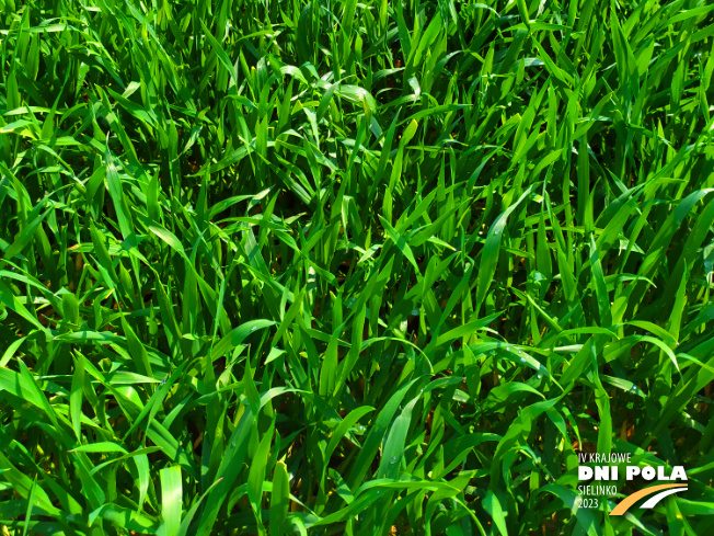Zdjęcie 3. pszenżyta ozimego Stelvio z DANKO Hodowli Roślin na polu demonstracyjnym w Sielinku 20.04.2023