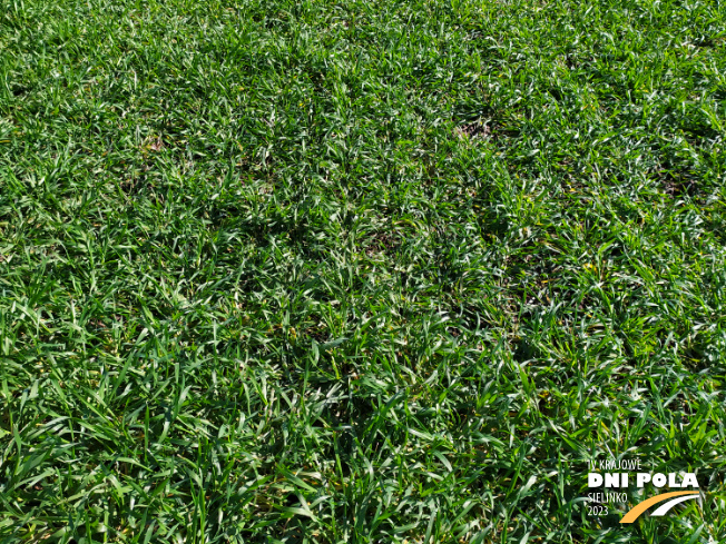 Zdjęcie 2. pszenżyta ozimego Tributo z DANKO Hodowli Roślin na polu demonstracyjnym w Sielinku 16.03.2023