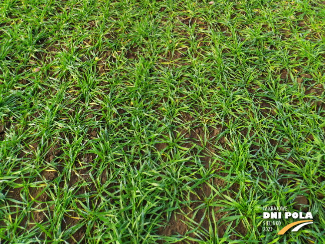 Zdjęcie 3. pszenżyta ozimego Tributo z DANKO Hodowli Roślin na polu demonstracyjnym w Sielinku 28.11.2022