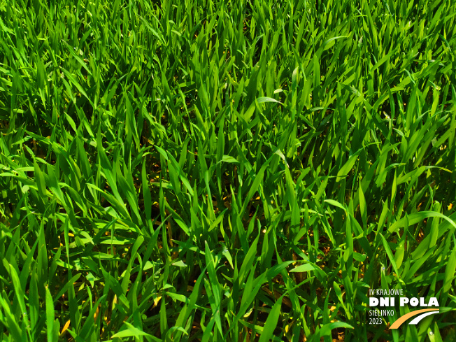 Zdjęcie 3. pszenżyta ozimego CARMELO (LOZ) z Hodowli Roślin STRZELCE na polu demonstracyjnym w Sielinku 20.04.2023
