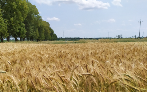 Zdjęcie pszenżyta ozimego MELOMAN z AGROCHEST na polu demonstracyjnym w Sielinku 04.07.2023