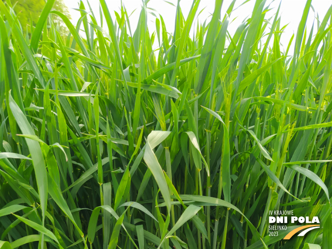 Zdjęcie 1. pszenżyta ozimego MELOMAN z Hodowli Roślin STRZELCE na polu demonstracyjnym w Sielinku 19.05.2023