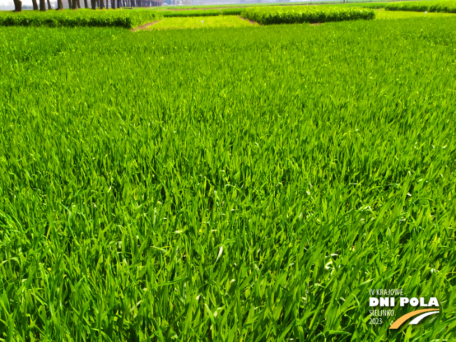 Zdjęcie 1. pszenżyta ozimego Meloman z Hodowli Roślin STRZELCE na polu demonstracyjnym w Sielinku 20.04.2023