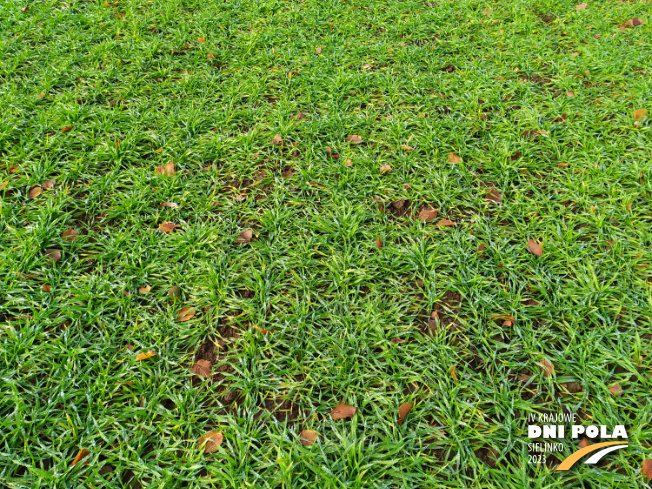 Zdjęcie 2. pszenżyta ozimego Meloman z Hodowli Roślin STRZELCE na polu demonstracyjnym w Sielinku 28.11.2022