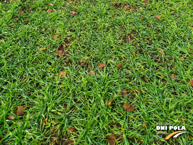 Zdjęcie 3. pszenżyta ozimego Meloman z Hodowli Roślin STRZELCE na polu demonstracyjnym w Sielinku 28.11.2022