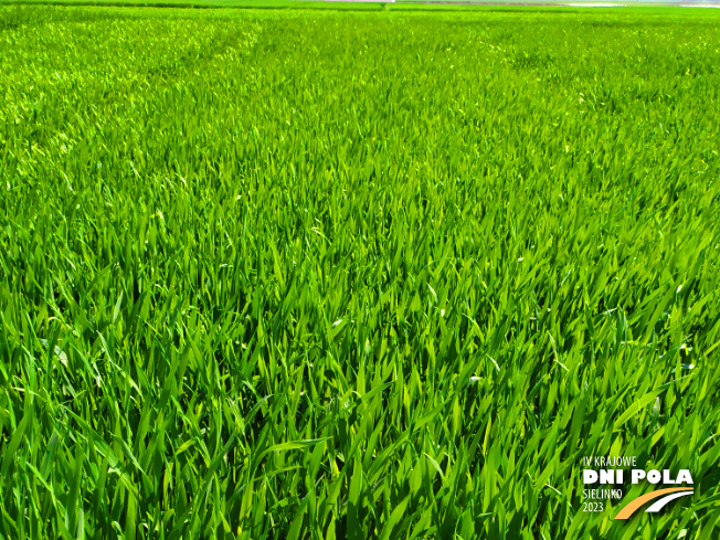 Zdjęcie 1. pszenżyta ozimego MELOMAN (LOZ) z Hodowli Roślin STRZELCE na polu demonstracyjnym w Sielinku 20.04.2023