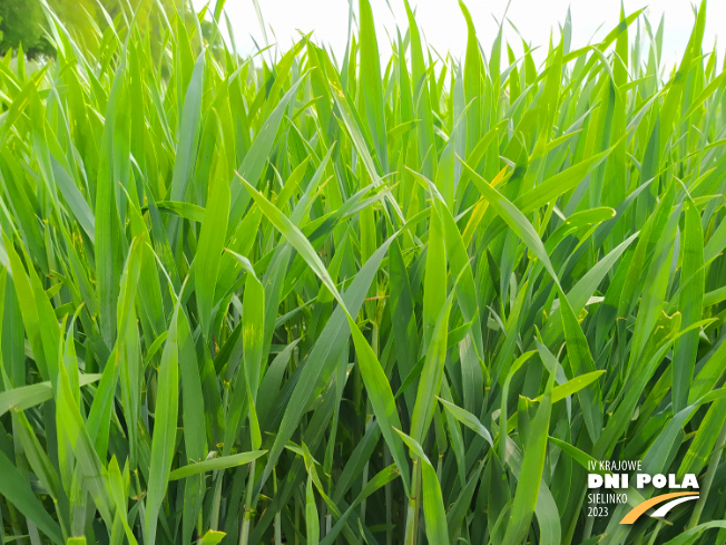 Zdjęcie 1. pszenżyta ozimego OCTAVIO z Hodowli Roślin STRZELCE na polu demonstracyjnym w Sielinku 19.05.2023