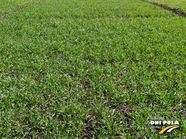 Zdjęcie 1. pszenżyta ozimego Probus z Hodowli Roślin STRZELCE na polu demonstracyjnym w Sielinku 16.03.2023