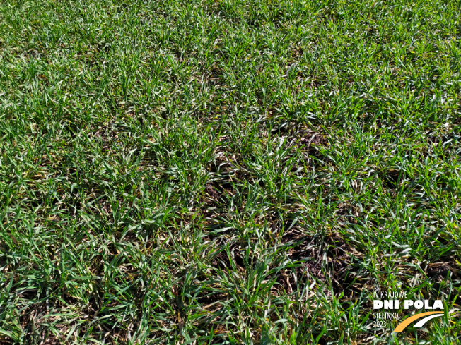 Zdjęcie 2. pszenżyta ozimego Probus z Hodowli Roślin STRZELCE na polu demonstracyjnym w Sielinku 16.03.2023