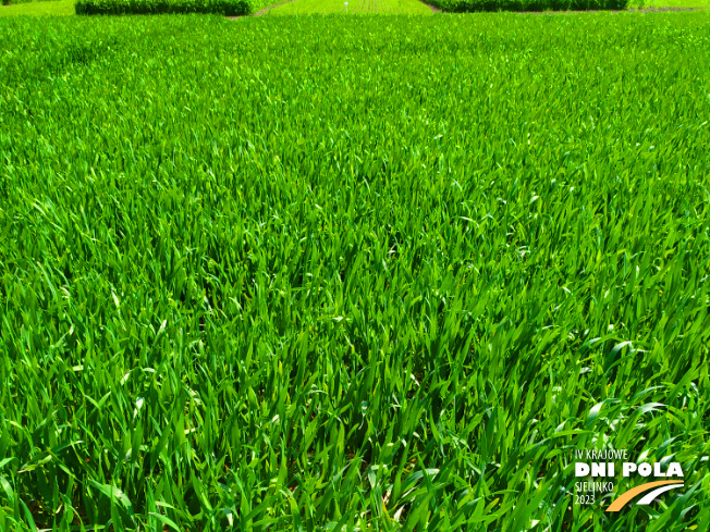 Zdjęcie 1. pszenżyta ozimego Probus z Hodowli Roślin STRZELCE na polu demonstracyjnym w Sielinku 20.04.2023