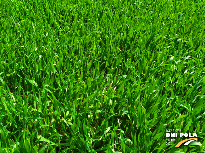 Zdjęcie 2. pszenżyta ozimego Probus z Hodowli Roślin STRZELCE na polu demonstracyjnym w Sielinku 20.04.2023
