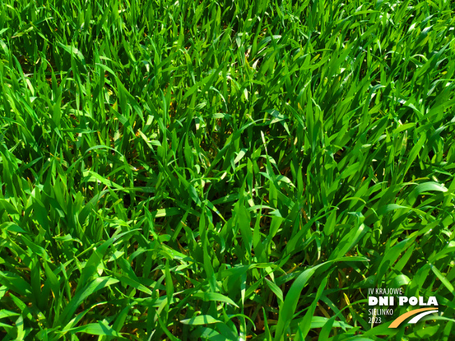 Zdjęcie 3. pszenżyta ozimego Probus z Hodowli Roślin STRZELCE na polu demonstracyjnym w Sielinku 20.04.2023