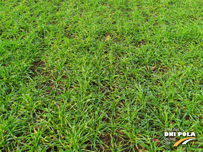 Zdjęcie 2. pszenżyta ozimego PROBUS z Hodowli Roślin STRZELCE na polu demonstracyjnym w Sielinku 28.11.2022