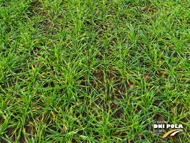 Zdjęcie 3. pszenżyta ozimego PROBUS z Hodowli Roślin STRZELCE na polu demonstracyjnym w Sielinku 28.11.2022