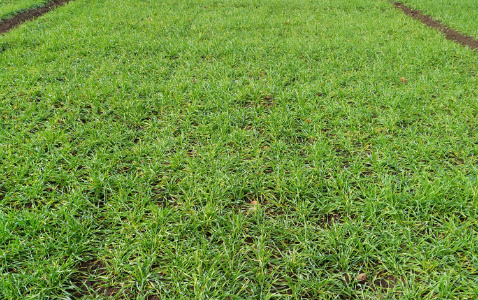 Zdjęcie pszenżyta ozimego PROBUS z Hodowli Roślin STRZELCE na polu demonstracyjnym w Sielinku 28.11.2022