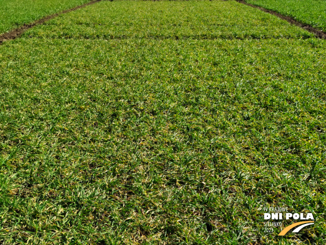 Zdjęcie 1. pszenżyta ozimego Sekret z Hodowli Roślin STRZELCE na polu demonstracyjnym w Sielinku 16.03.2023