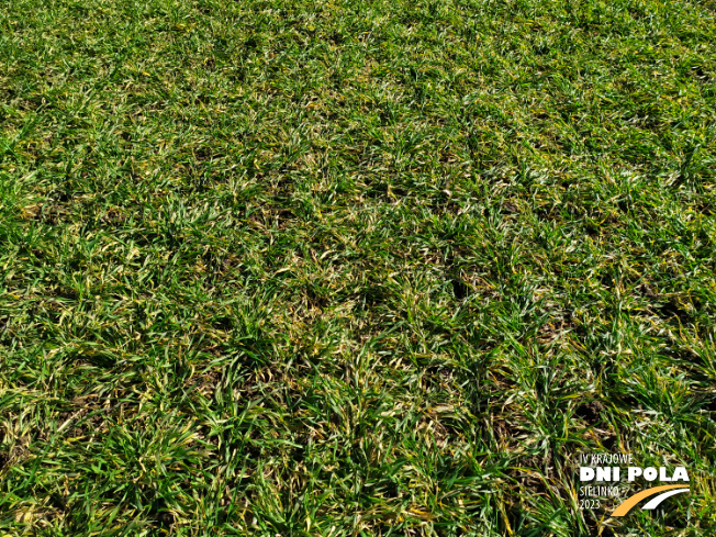 Zdjęcie 2. pszenżyta ozimego Sekret z Hodowli Roślin STRZELCE na polu demonstracyjnym w Sielinku 16.03.2023