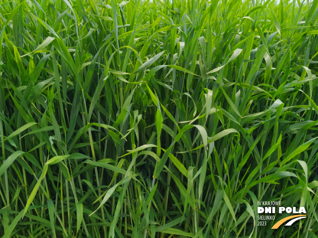 Zdjęcie 2. pszenżyta ozimego SEKRET z Hodowli Roślin STRZELCE na polu demonstracyjnym w Sielinku 19.05.2023