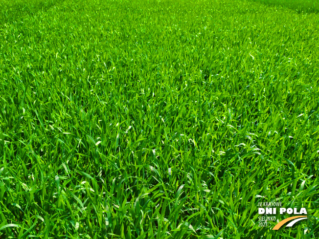 Zdjęcie 1. pszenżyta ozimego SEkret z Hodowli Roślin STRZELCE na polu demonstracyjnym w Sielinku 20.04.2023