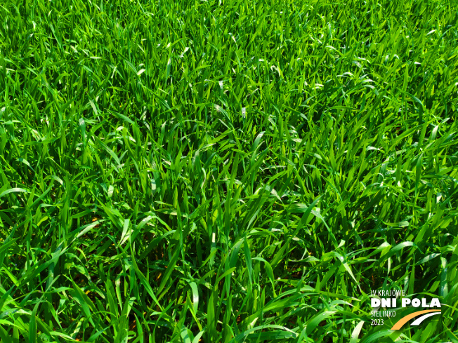 Zdjęcie 2. pszenżyta ozimego SEkret z Hodowli Roślin STRZELCE na polu demonstracyjnym w Sielinku 20.04.2023