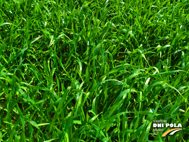 Zdjęcie 3. pszenżyta ozimego SEkret z Hodowli Roślin STRZELCE na polu demonstracyjnym w Sielinku 20.04.2023
