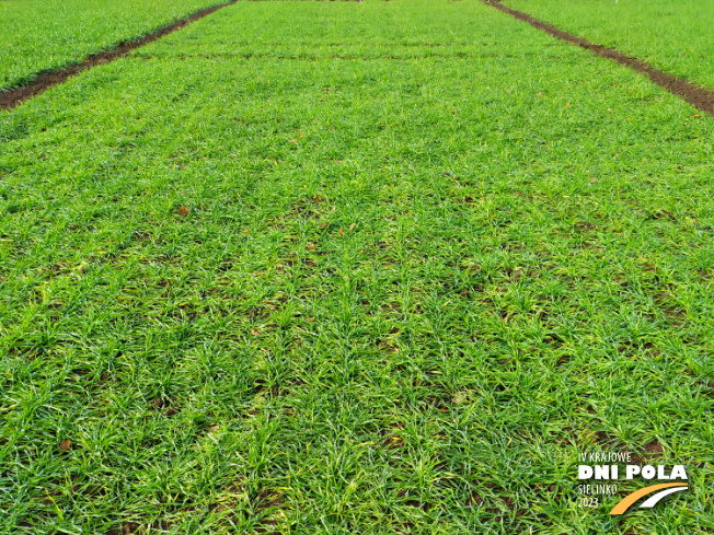 Zdjęcie 1. pszenżyta ozimego Sekret z Hodowli Roślin STRZELCE na polu demonstracyjnym w Sielinku 28.11.2022