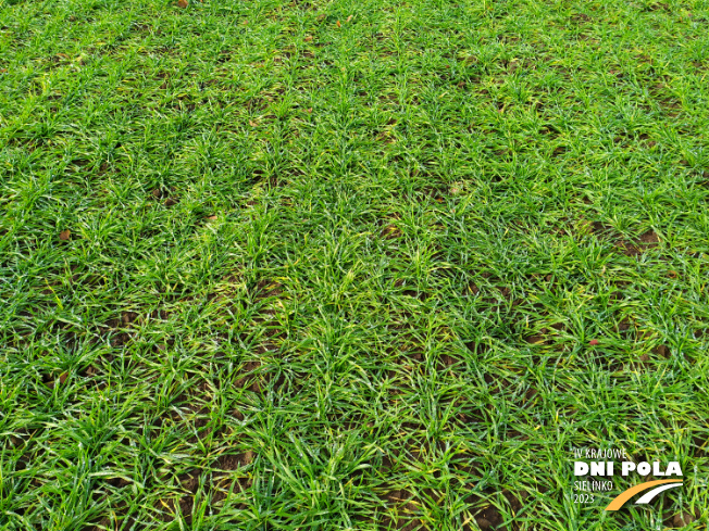 Zdjęcie 2. pszenżyta ozimego Sekret z Hodowli Roślin STRZELCE na polu demonstracyjnym w Sielinku 28.11.2022