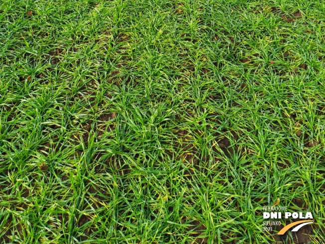 Zdjęcie 3. pszenżyta ozimego Sekret z Hodowli Roślin STRZELCE na polu demonstracyjnym w Sielinku 28.11.2022