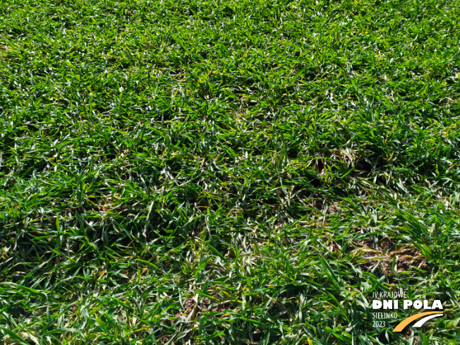 Zdjęcie 2. pszenżyta ozimego OCHRONA STANDARDOWA z Instytutu Ochrony Roślin na polu demonstracyjnym w Sielinku 16.03.2023