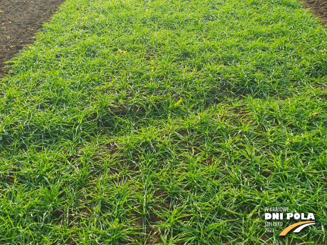 Zdjęcie 2. pszenżyta ozimego OCHRONA STANDARDOWA z Instytutu Ochrony Roślin na polu demonstracyjnym w Sielinku 28.11.2022