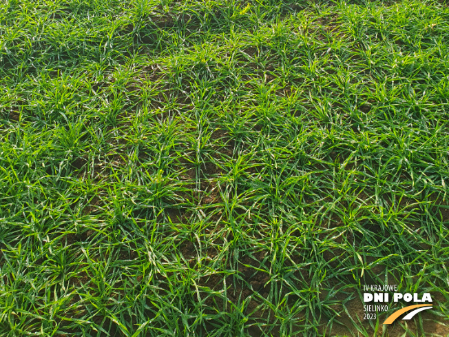 Zdjęcie 3. pszenżyta ozimego OCHRONA STANDARDOWA z Instytutu Ochrony Roślin na polu demonstracyjnym w Sielinku 28.11.2022