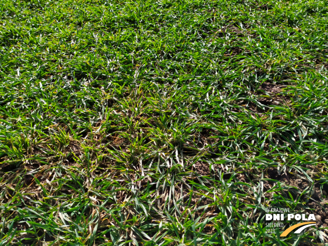Zdjęcie 2. pszenżyta ozimego WARIANT BEZ OCHRONY z Instytutu Hodowli i Aklimatyzacji Roślin na polu demonstracyjnym w Sielinku 16.03.2023