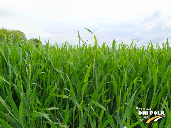 Zdjęcie 1. pszenżyta ozimego CAPPRICIA z Syngenta na polu demonstracyjnym w Sielinku 19.05.2023