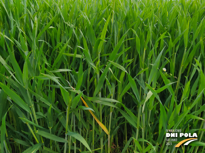 Zdjęcie 2. pszenżyta ozimego CAPPRICIA z Syngenta na polu demonstracyjnym w Sielinku 19.05.2023