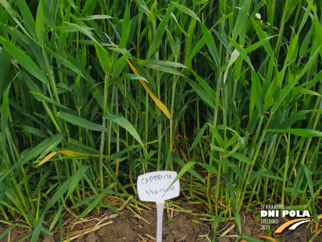 Zdjęcie 3. pszenżyta ozimego CAPPRICIA z Syngenta na polu demonstracyjnym w Sielinku 19.05.2023