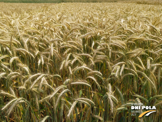 Zdjęcie 2. pszenżyta ozimego CAPPRICIA z Syngenta na polu demonstracyjnym w Sielinku 04.07.2023