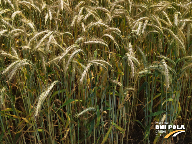 Zdjęcie 3. pszenżyta ozimego CAPPRICIA z Syngenta na polu demonstracyjnym w Sielinku 04.07.2023