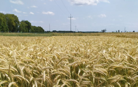 Zdjęcie pszenżyta ozimego CAPPRICIA z Syngenta na polu demonstracyjnym w Sielinku 04.07.2023