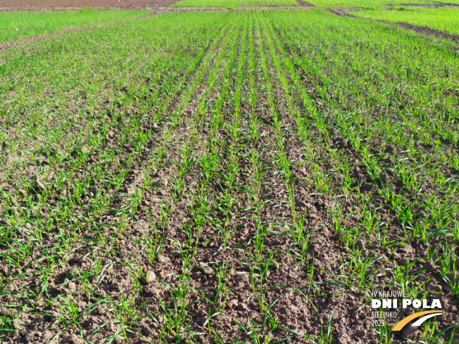 Zdjęcie 1. pszenżyta ozimego Cappricia z Syngenta na polu demonstracyjnym w Sielinku 17.10.2022