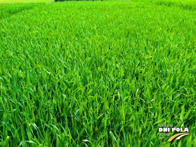 Zdjęcie 1. pszenżyta ozimego CAPPRICIA z Syngenta na polu demonstracyjnym w Sielinku 20.04.2023