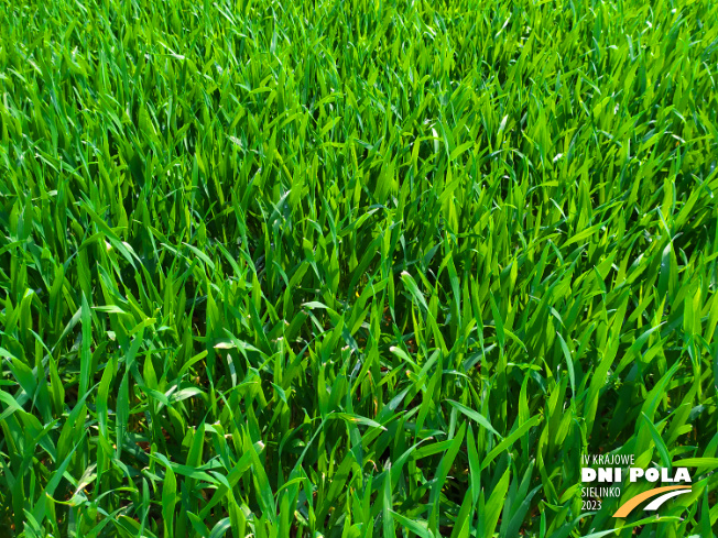 Zdjęcie 2. pszenżyta ozimego CAPPRICIA z Syngenta na polu demonstracyjnym w Sielinku 20.04.2023