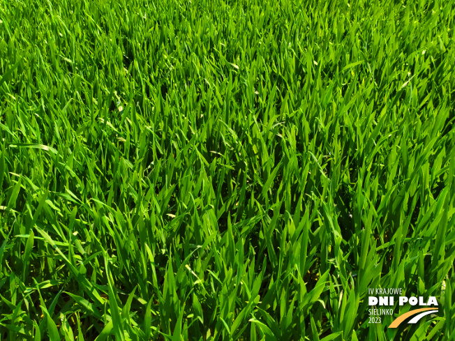 Zdjęcie 2. pszenżyta ozimego TEMUCO (LOZ) z DANKO Hodowli Roślin na polu demonstracyjnym w Sielinku 20.04.2023
