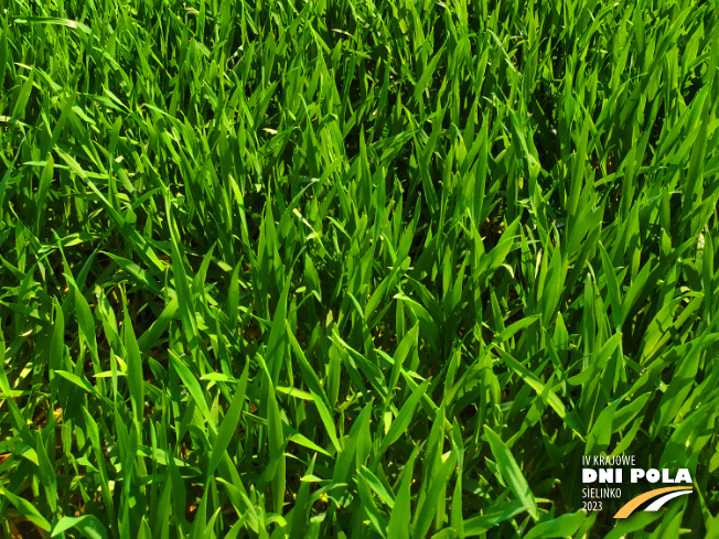 Zdjęcie 3. pszenżyta ozimego TEMUCO (LOZ) z DANKO Hodowli Roślin na polu demonstracyjnym w Sielinku 20.04.2023