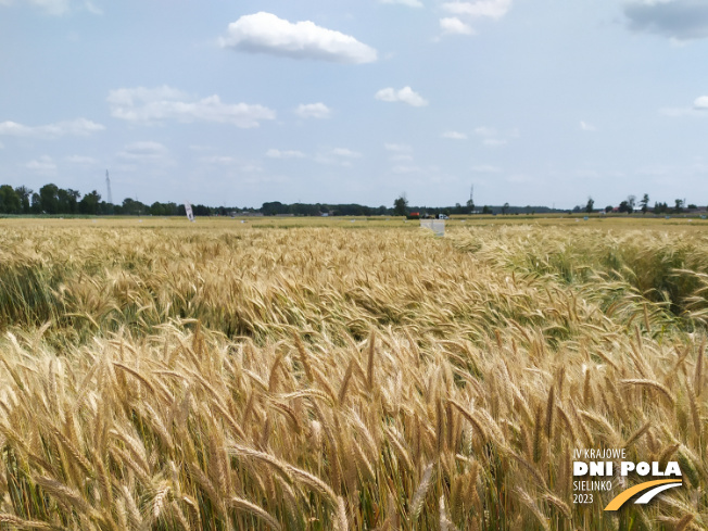 Zdjęcie 1. pszenżyta ozimego TEMUCO (LOZ) z Syngenta na polu demonstracyjnym w Sielinku 04.07.2023