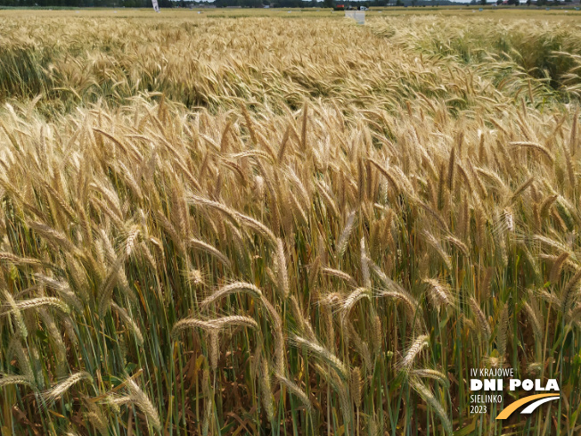 Zdjęcie 2. pszenżyta ozimego TEMUCO (LOZ) z Syngenta na polu demonstracyjnym w Sielinku 04.07.2023