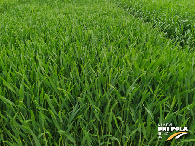 Zdjęcie 2. pszenżyta ozimego TEMUCO (LOZ) z Syngenta na polu demonstracyjnym w Sielinku 19.05.2023