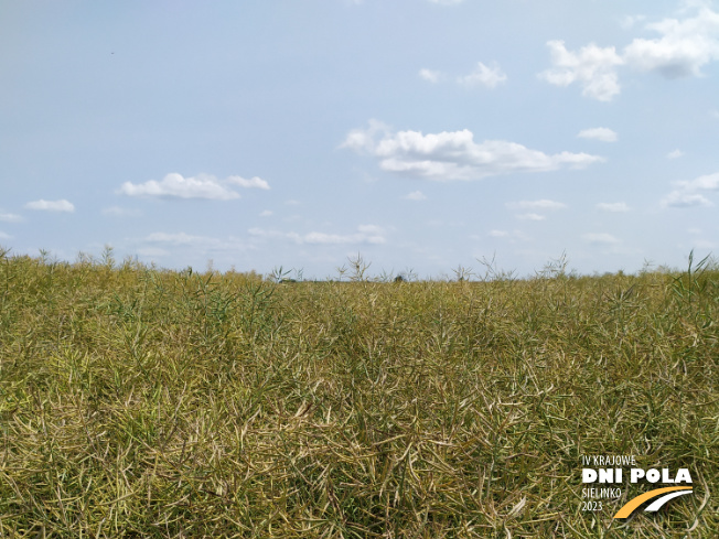 Zdjęcie 1. rzepaku ozimego LG ARTEMIS z AGROCHEST na polu demonstracyjnym w Sielinku 04.07.2023