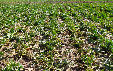 Zdjęcie rzepaku ozimego LG ARTEMIS z AGROCHEST na polu demonstracyjnym w Sielinku 16.03.2023